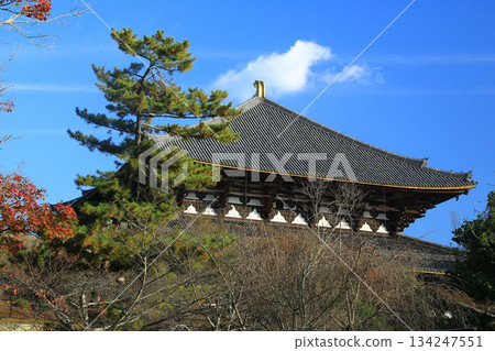 奈良公園東大寺秋葉 奈良公園東大寺秋葉 134247551