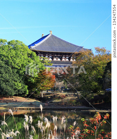 奈良公園東大寺秋葉 奈良公園東大寺秋葉 134247554