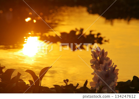 Water hyacinth in the pond Water hyacinth in the pond 134247612