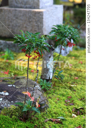 奈良縣吉木園秋葉 134247705