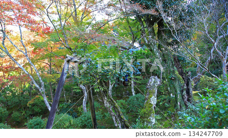 奈良縣吉木園秋葉 奈良縣吉木園秋葉 134247709