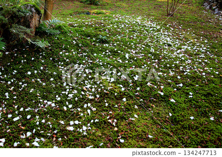 Yoshikien Garden, Autumn Leaves, Nara Prefecture 134247713