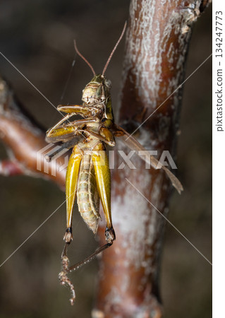 兔舌 兔舌 134247773