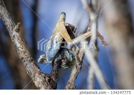 Rabbit tongue 134247775