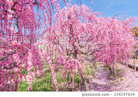 Nabana no Sato "Weeping Plum Tree" (Nagashima Resort, Kuwana City, Mie Prefecture) Nabana no Sato "Weeping Plum Tree" (Nagashima Resort, Kuwana City, Mie Prefecture) 134247834