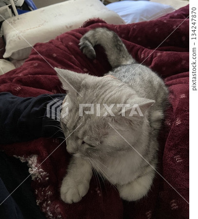 Adorable white cat with soft, fluffy fur and bright, curious eyes. A symbol of elegance and purity, perfect for pet lovers and feline enthusiasts. Playful, gentle, and irresistibly cute! 134247870