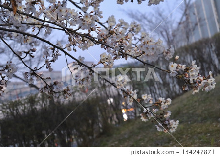 Cherry blossoms in full bloom, showcasing delicate pink and white petals. A symbol of renewal and fleeting beauty, perfect for serene landscapes or seasonal celebrations. 134247871