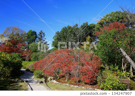 Isuien Garden, Autumn Leaves, Nara Park, Nara Prefecture 134247907