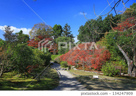 依水園,秋葉,奈良公園,奈良縣 依水園,秋葉,奈良公園,奈良縣 134247909