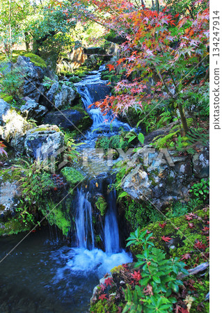 Isuien Garden, Autumn Leaves, Nara Park, Nara Prefecture Isuien Garden, Autumn Leaves, Nara Park, Nara Prefecture 134247914