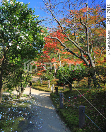 Isuien Garden, Autumn Leaves, Nara Park, Nara Prefecture 134247918