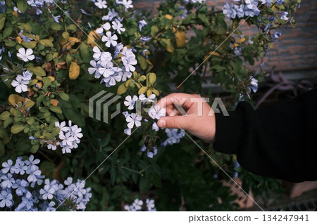 Feel the soft shape of the flower with your fingertips 134247941