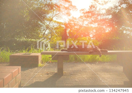 A cat on a bench blending into the soft light 134247945