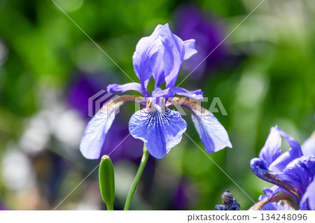 鳶尾花 134248096
