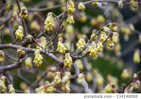 Japanese Winter Hazel 134248098