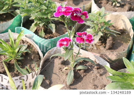 Dianthus flower plant on bag Dianthus flower plant on bag 134248189