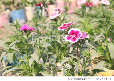 Dianthus flower plant on bag 134248194