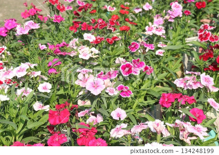 Dianthus flower plant on bag Dianthus flower plant on bag 134248199