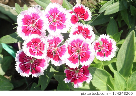 Dianthus flower plant on bag Dianthus flower plant on bag 134248200