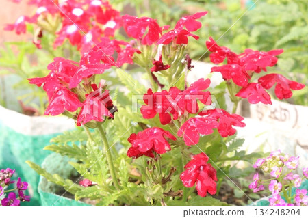Dianthus flower plant on bag Dianthus flower plant on bag 134248204