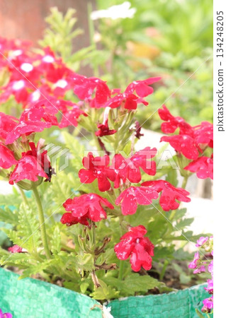 Dianthus flower plant on bag 134248205