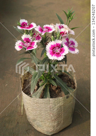 Dianthus flower plant on bag Dianthus flower plant on bag 134248207