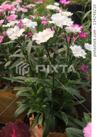 Dianthus flower plant on bag Dianthus flower plant on bag 134248210