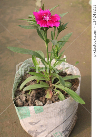 Dianthus flower plant on bag Dianthus flower plant on bag 134248213