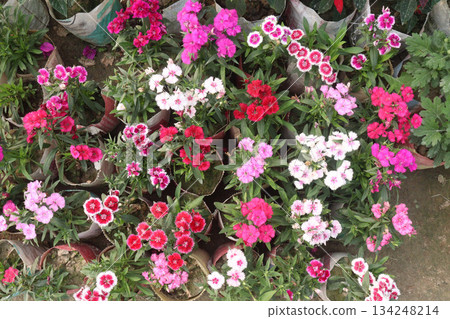 Dianthus flower plant on bag Dianthus flower plant on bag 134248214