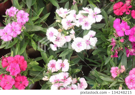 Dianthus flower plant on bag 134248215