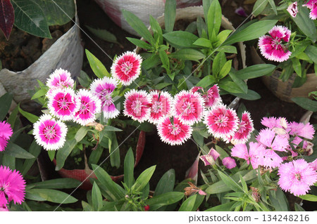 Dianthus flower plant on bag Dianthus flower plant on bag 134248216