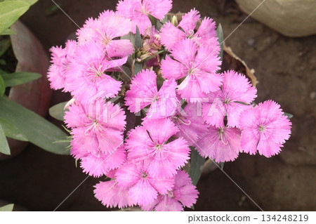 Dianthus flower plant on bag 134248219