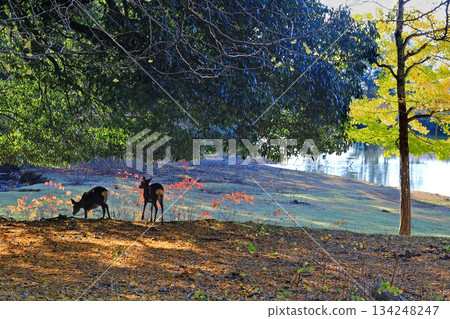 奈良公園大佛池,秋葉 奈良公園大佛池,秋葉 134248247