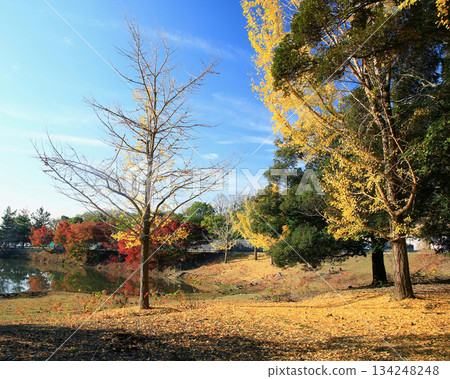 Daibutsu Pond, Nara Park, Autumn leaves 134248248
