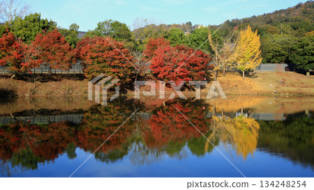 Daibutsu Pond, Nara Park, Autumn leaves Daibutsu Pond, Nara Park, Autumn leaves 134248254