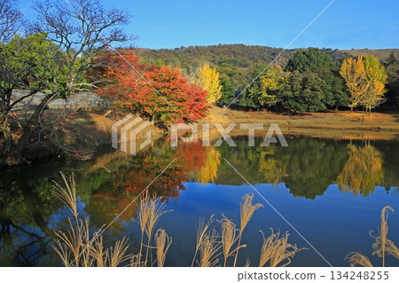 Daibutsu Pond, Nara Park, Autumn leaves Daibutsu Pond, Nara Park, Autumn leaves 134248255