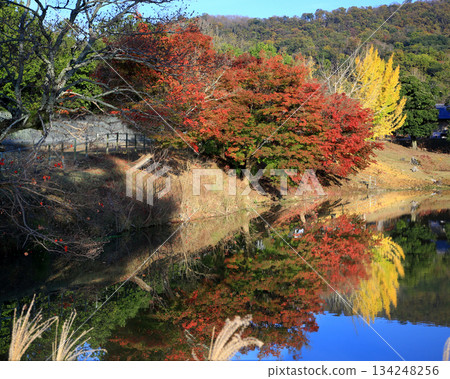 奈良公園大佛池，秋葉 134248256