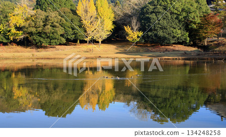 奈良公園大佛池,秋葉 奈良公園大佛池,秋葉 134248258