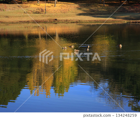 Daibutsu Pond, Nara Park, Autumn leaves Daibutsu Pond, Nara Park, Autumn leaves 134248259