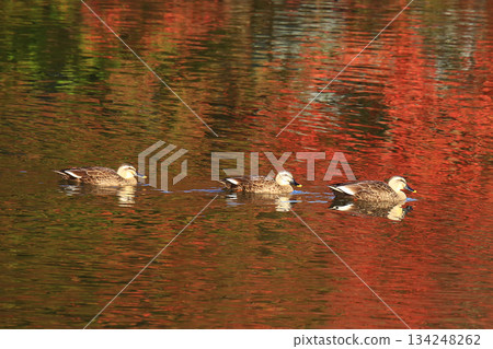 Daibutsu Pond, Nara Park, Autumn leaves 134248262
