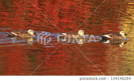 奈良公園大佛池，秋葉 134248264