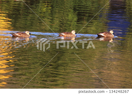 奈良公園大佛池，秋葉 134248267