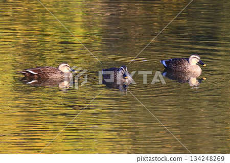 奈良公園大佛池,秋葉 奈良公園大佛池,秋葉 134248269