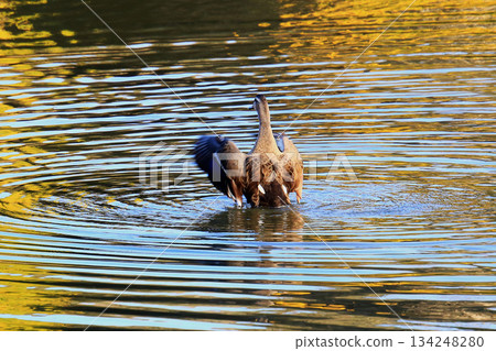 奈良公園大佛池，秋葉 134248280