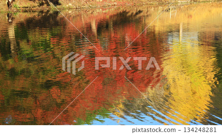 奈良公園大佛池，秋葉 134248281