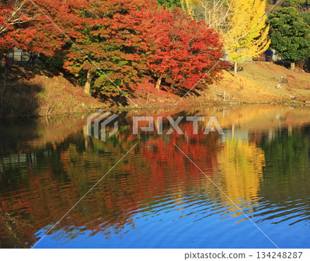 Daibutsu Pond, Nara Park, Autumn leaves Daibutsu Pond, Nara Park, Autumn leaves 134248287