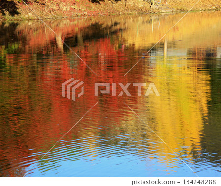 Daibutsu Pond, Nara Park, Autumn leaves 134248288