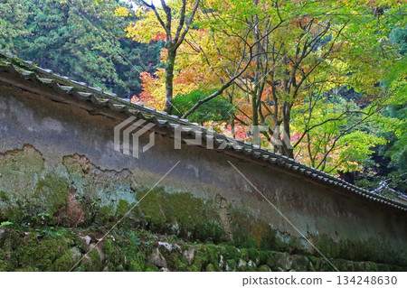 兵庫郡昭寺圓教寺的秋葉 134248630