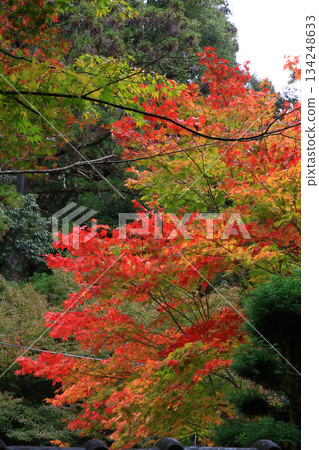 兵庫郡昭寺圓教寺的秋葉 134248633