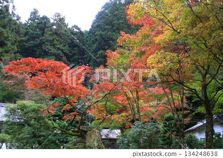 兵庫郡昭寺圓教寺的秋葉 兵庫郡昭寺圓教寺的秋葉 134248638